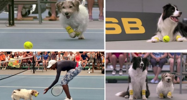 venus williams et les chiens ramasseurs de balles